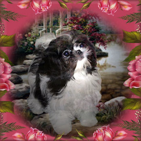 Logan Chinese Imperial Shih Tzu Stud